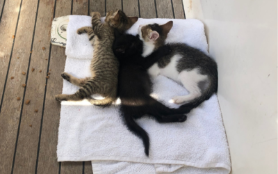 My heart is full…of kittens